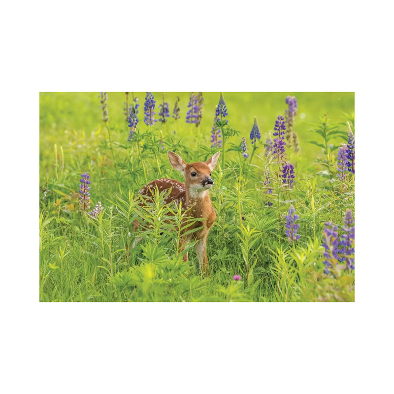 USA, Minnesota, Pine County. Captive fawn. 1 Piece Wrapped Canvas Wall Art, 30.48cm H x 45.72cm W