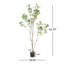 Pieris artificiel-1341383466
