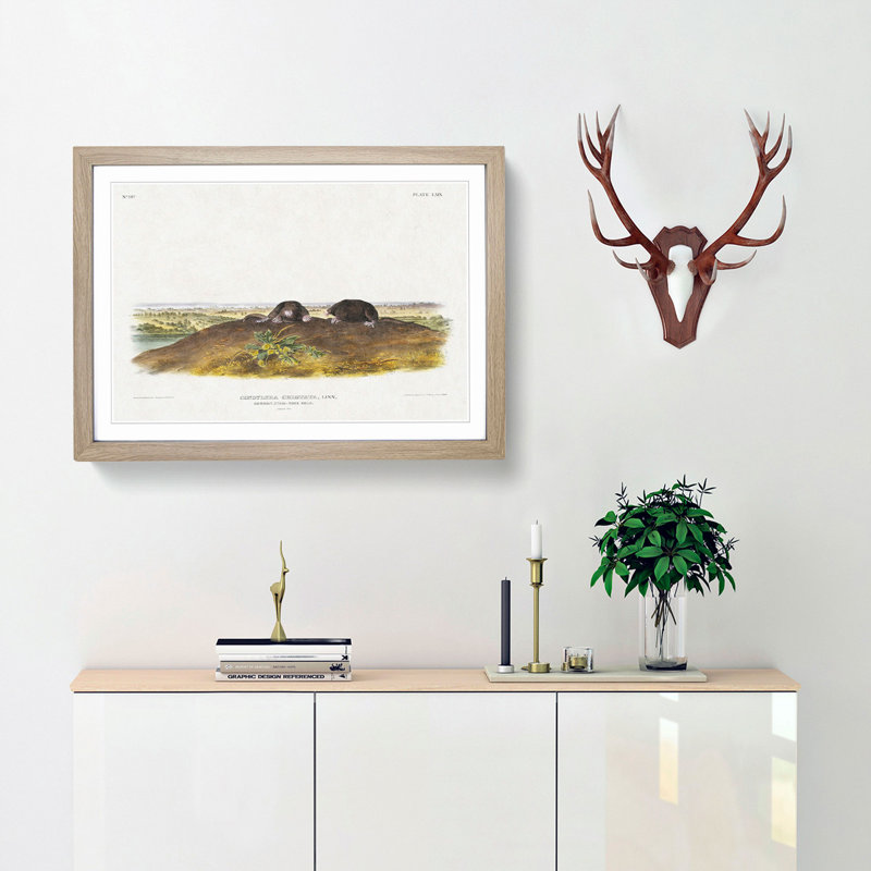 Star-Nose Moles by J.W. Audubon - Framed Print, 48cm H x 65cm W x 2cm D, Oak Framed
