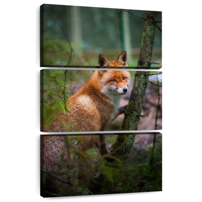 Brampt Wild Forest Fox