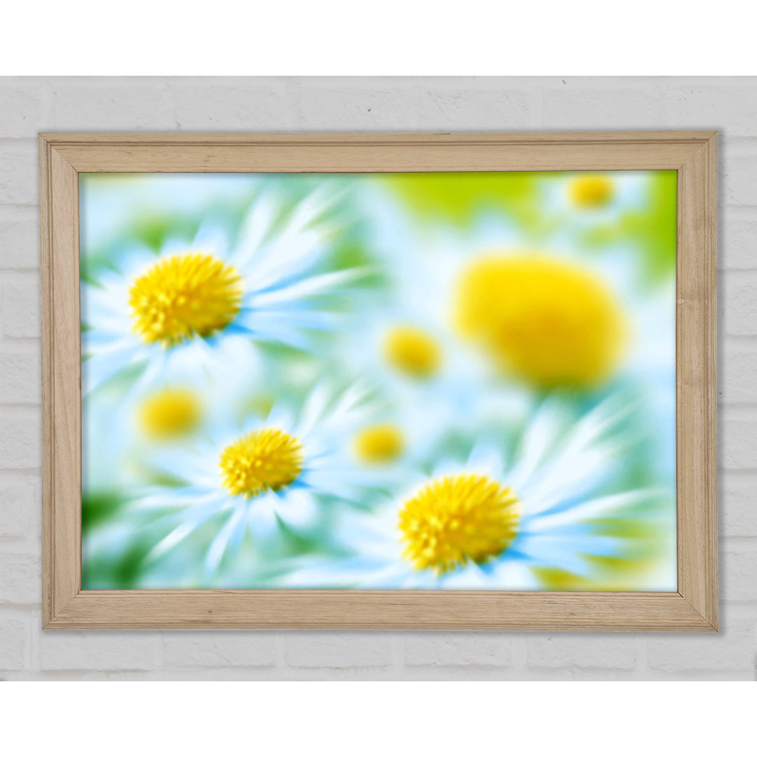 Soft Hue Of White Daisies - Einzelner Bilderrahmen Kunstdrucke