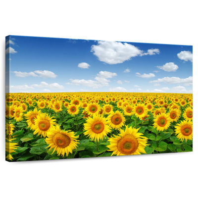 Alvord Sunflower Field Horizon