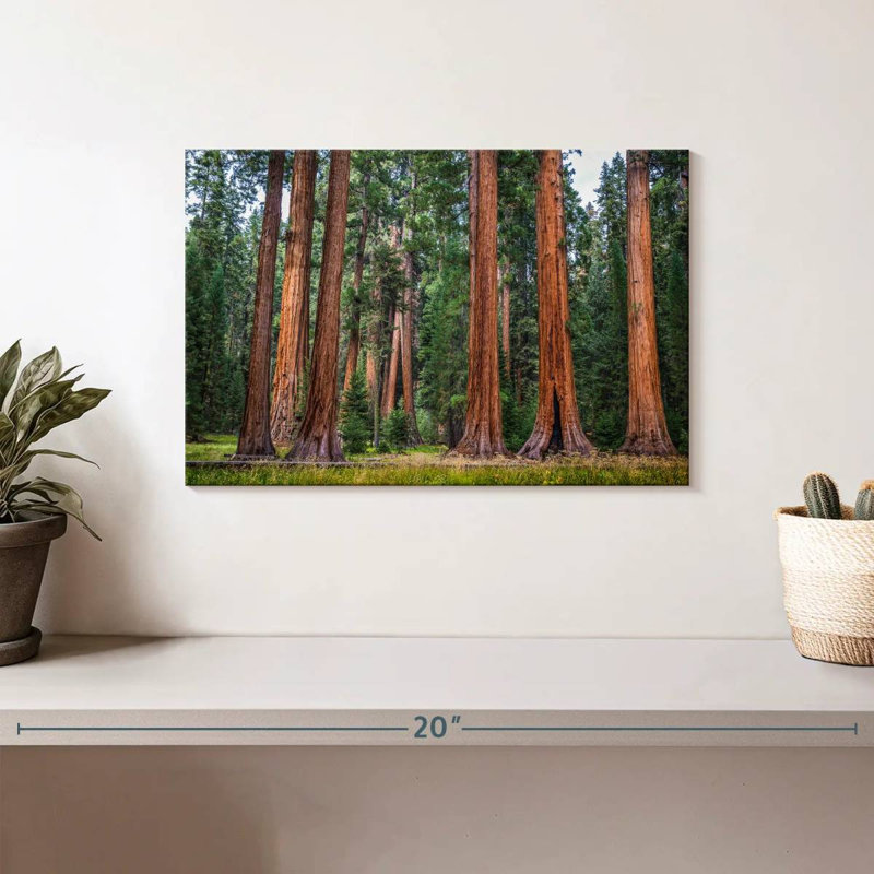 Harnek superbe Sierra Redwoods, H 8 po x l 12 po