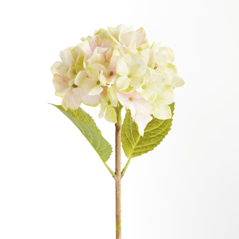 TIGES HYDRANGEA 18 po, ENSEMBLE DE 6, Vert clair