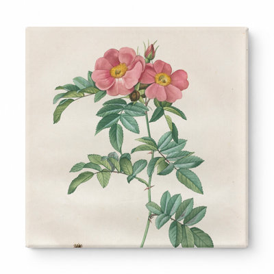 Rosa Lucida (Les Roses) - art mural carré sur toile