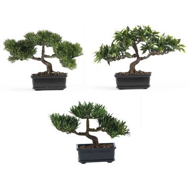 Whole juniper bonsai Can Make Any Space Beautiful and Vibrant