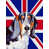 Basset hound 1