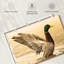 Canard colvert majestueux Brampt-107845162