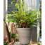 Cintre Beatrix Potter Squirrel Nutkin Pot