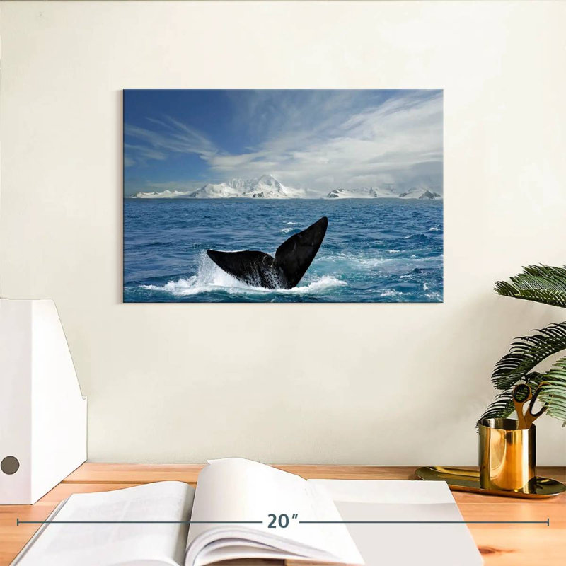 Queue de baleine de Nicci Antarctique, H 8 po x l 12 po