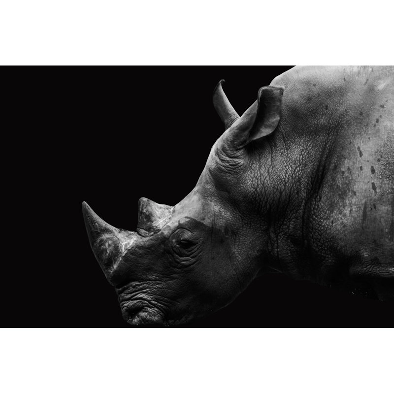 Rhino Dramatic by Cheangchai4575 - Wrapped Canvas Print, 30.48cm H x 45.72cm W