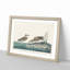 Wilsons Plover Birds by John James Audubon - Picture Frame Painting Print-55641001-55641002