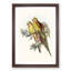 Princess of Wales's Parakeets by Elizabeth Gould - Picture Frame Painting Print-55601374-55601376