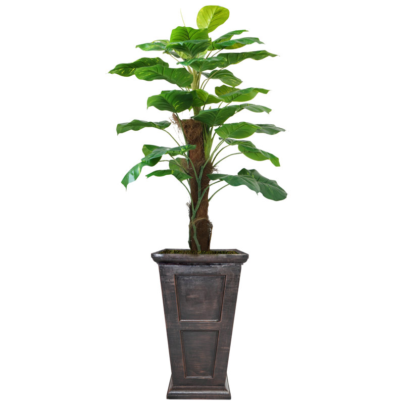 Panama, plante à feuillage en pot