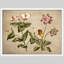 «Morning Glory Flowers Rustic Artwork, impressions encadrées, affiches, petit art mural de salle de bain»-101825388-101825385