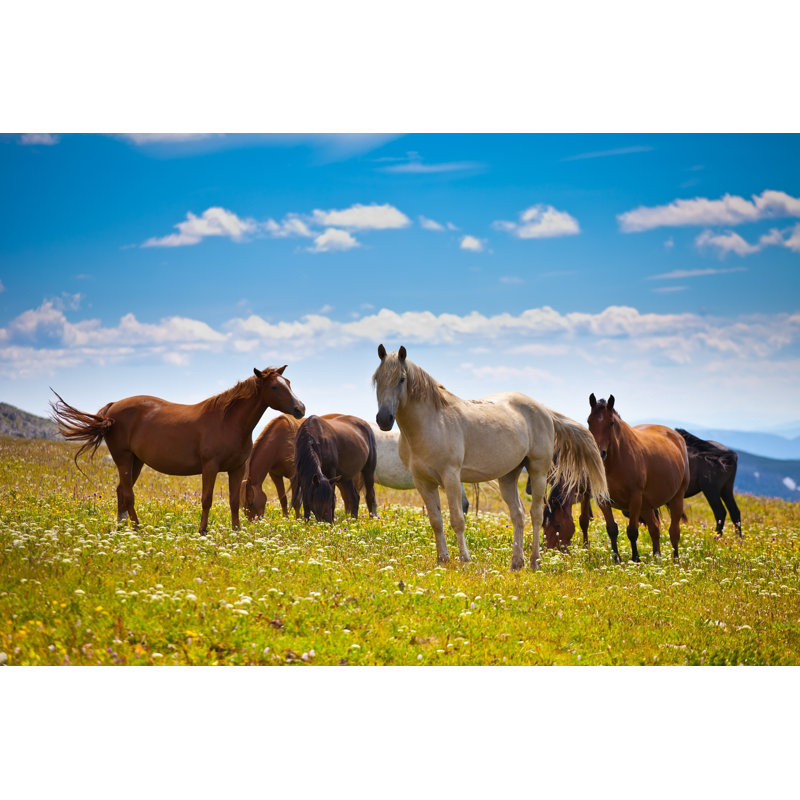 Horses On Mountain Peak by Kotomiti - Wrapped Canvas Print, 61cm H x 91cm W x 3.8cm D