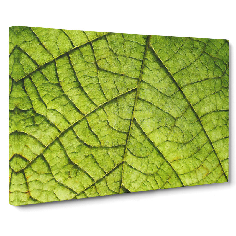 Leaf Roads - Wrapped Canvas Print, 60cm H x 91cm W x 3cm D