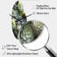 «Murchie Green Succulents Flowers Serene Succulents II», horloge murale courbée en métal-223583479