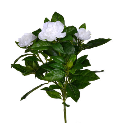 Gardenia