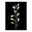 Pressed Botanical Giclees On Black Set by Sandy Whitaker-214565506-214565507
