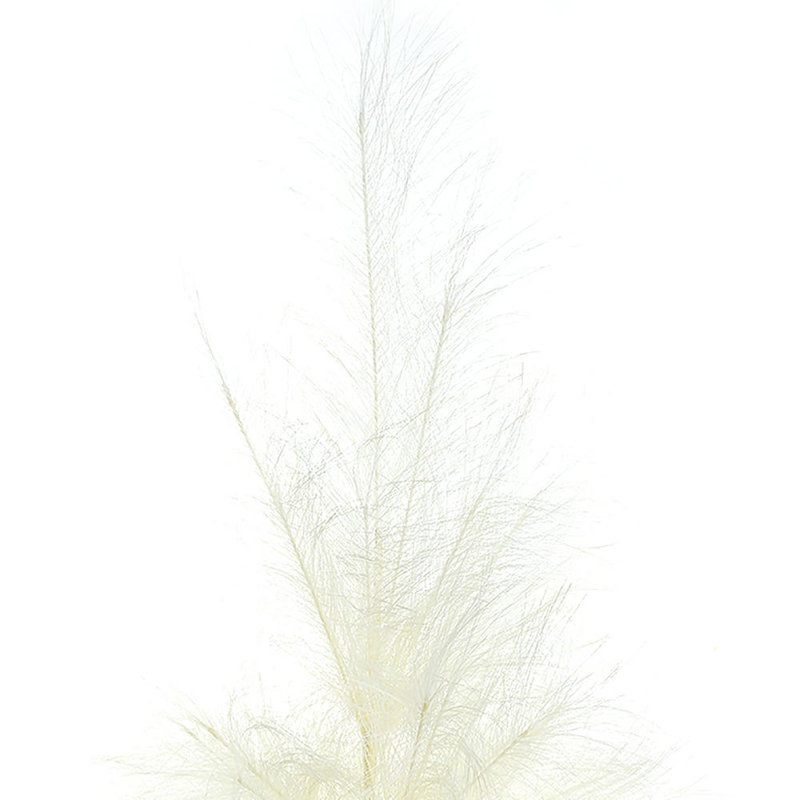 Kamp Adler 39 po Pampas, Crème