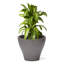 Pot Planter-98295212