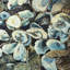 Oyster Shells Coastal Canvas | Framed Ocean Decor for Home-120118049