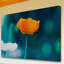 « pop of color » par morgan j hartley, reproduction d’art sur toile tendue-18227414
