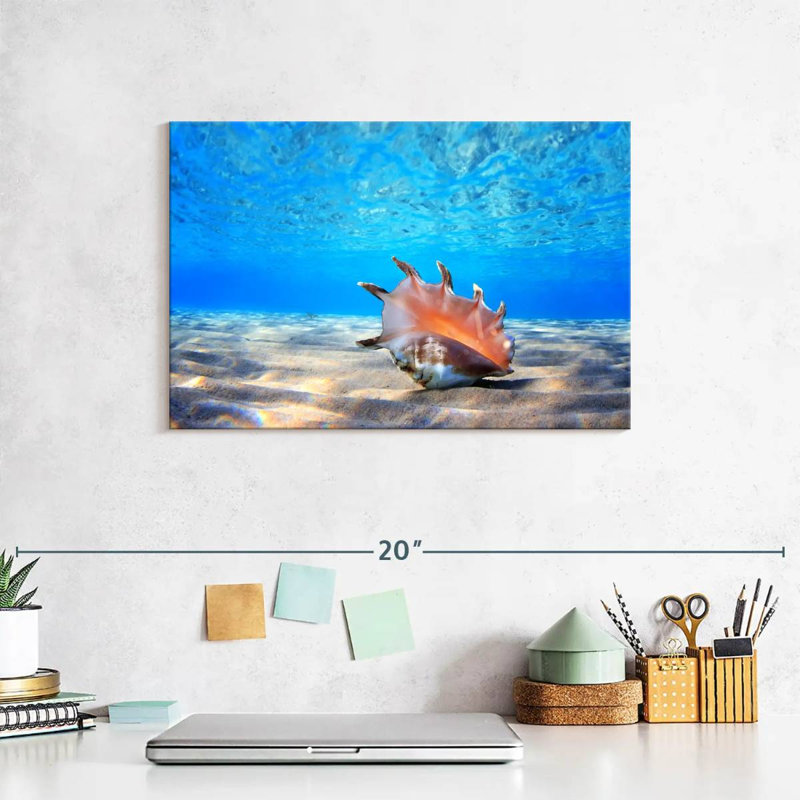 Seashell treasure Aletra, H 8 po x l 12 po