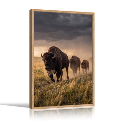 Three Bison Walking Through Tall Grass Under Stormy Sky Canvas Wall Art