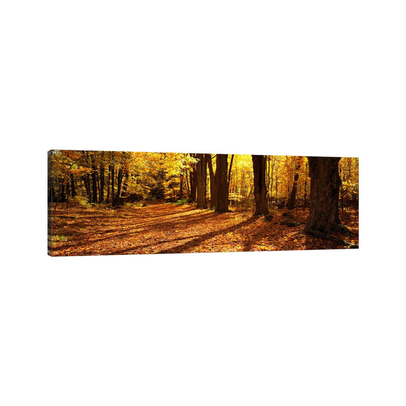 Tree Lined Road, Massachusetts, USA - Wrapped Canvas Panoramic Print, 121.92 cm H x 40.64 cm W x 3.175 cm D