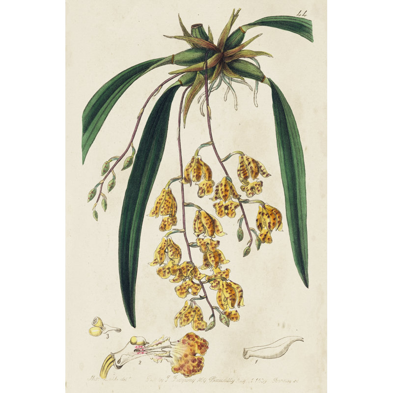 Spring Orchid VI by Ridgeway -  Painting, Wrapped Canvas, 76 cm H x 51 cm W
