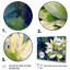 Vert, bleu, lotus, reflets-704448395-704448436