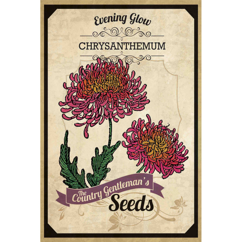 Chrysanthemum Flower Packet Canvas Print, 18" x 26"