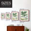 Buchoz Tropicals IV Framed Print - Solid Wood-1350313303-1350313302
