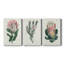 Protea N14 - Premium - Ensemble de 3 reproductions d'art sur toile tendue-819795946