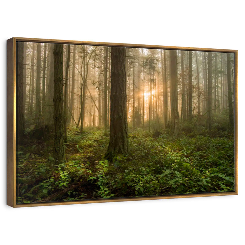 Lever de soleil sur la forêt de l'île Lummi, Cadre flottant doré, 31 po x 21 po