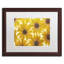 « yellow cape marguerites », reproduction de photo sur toile-32708572-32708576