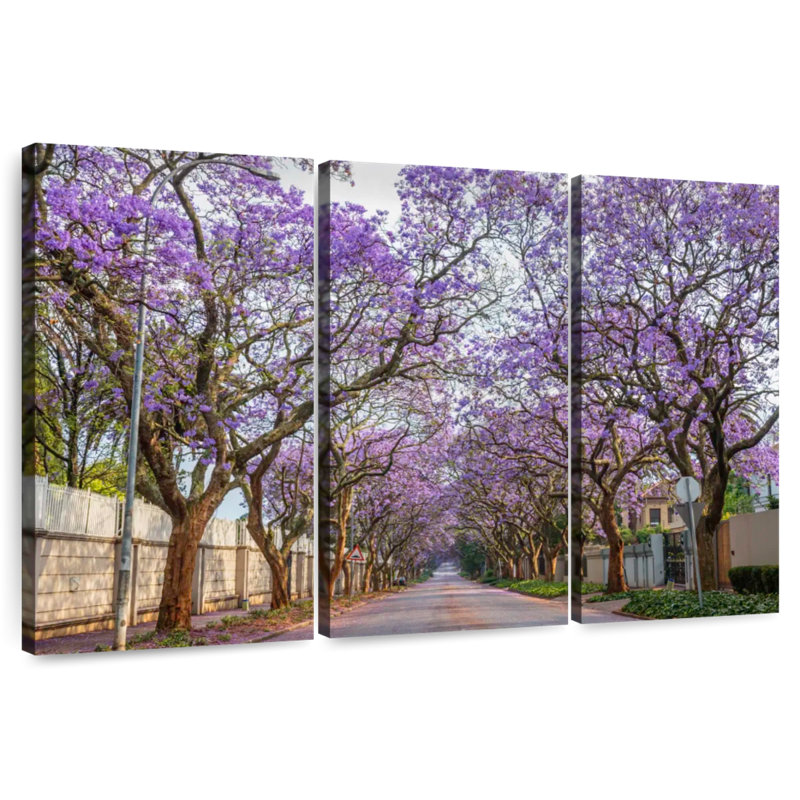 Sirci Saxonwold Jacaranda Lane, H 48 po x l 74 po
