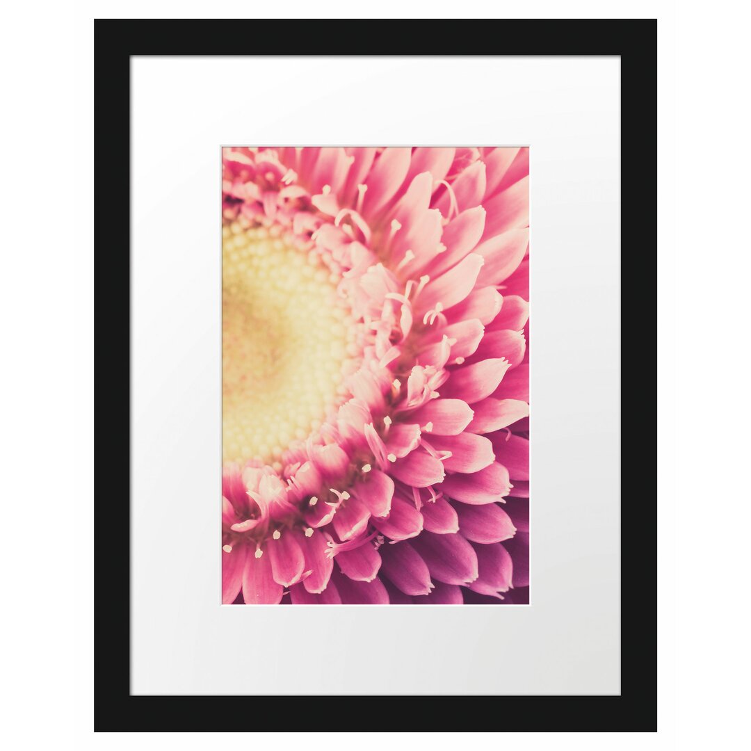 Gerahmtes Poster Wunderschöne Gerbera Blüte