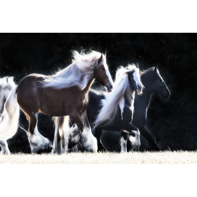 Horse Motion X by PHBurchett - Wrapped Canvas Photograph, Wrapped Canvas, 30 cm H x 46 cm W