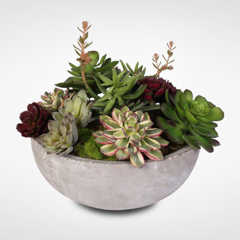 12'' Succulent Plant in Pot