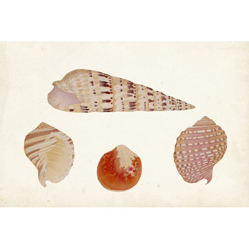 Antique Shell Anthology VII by Vision Studio - Print on Canvas, 30cm H x 46cm W, Wrapped Canvas