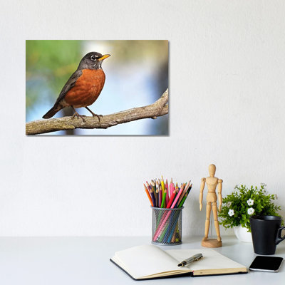 " Robin Redbreast " by Brian Wolf