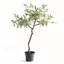 Montecito Faux Olive Tree in Pot Liner
