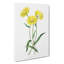 Yellow Starflowers - Wrapped Canvas Print-55300724