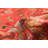 Andelz Red Rug 4'1" x 7'0"
