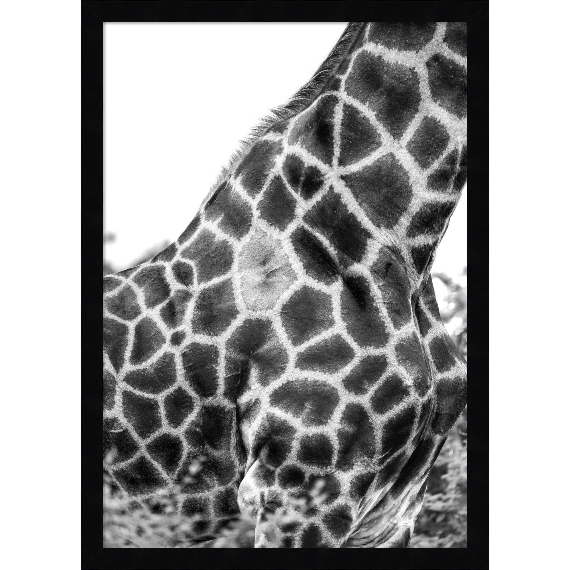 Super Safari No 3 Giraffe by Shot by Clint Wood Framed Wall Art Print, 21" H x 15" W, Black