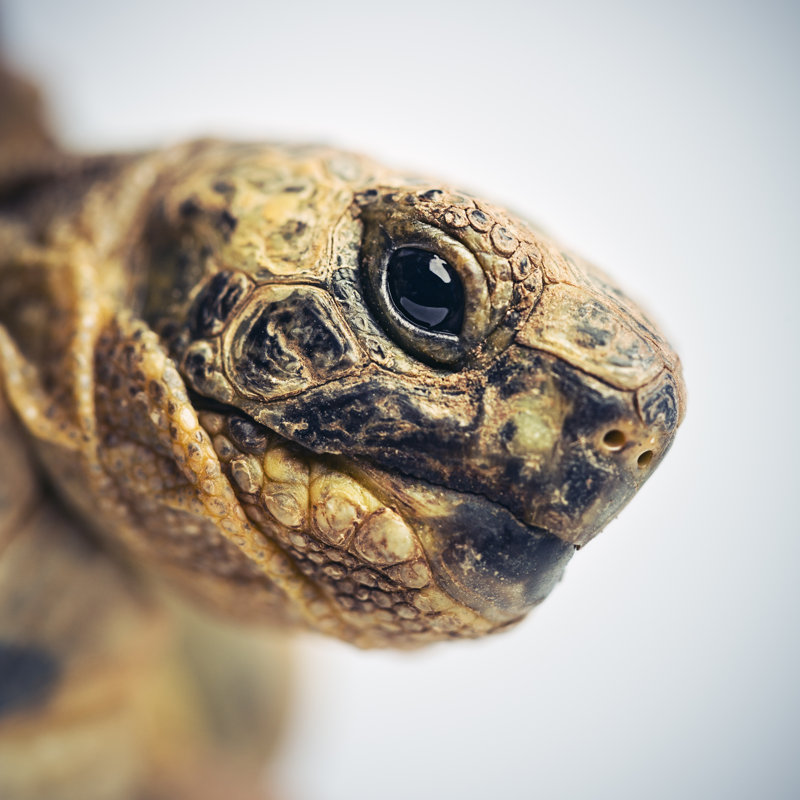Tortoise Head by SensorSpot - Wrapped Canvas Print, 30cm H x 30cm W x 3.8cm D