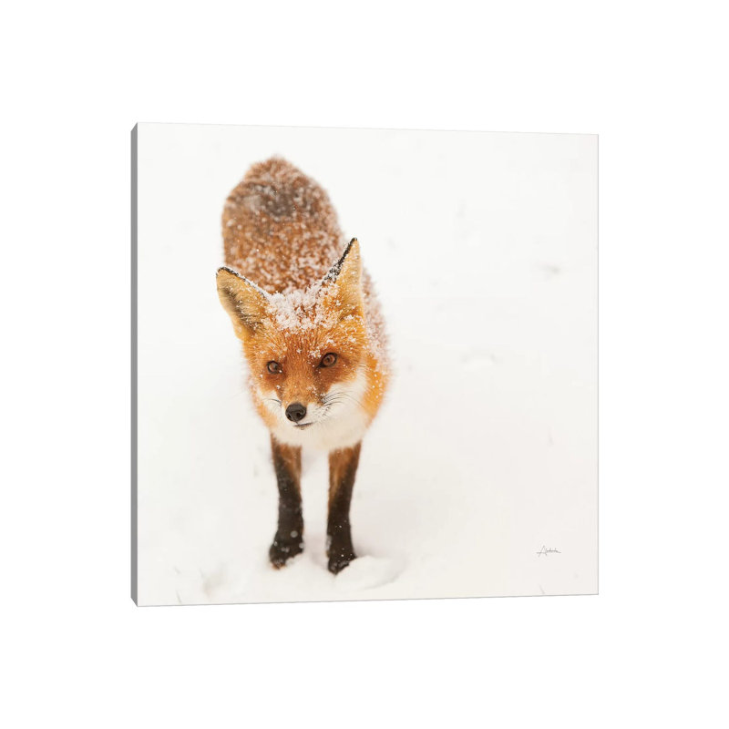 Red Fox I by Aledanda - Wrapped Canvas Print, 30.48 cm H x 30.48 cm W
